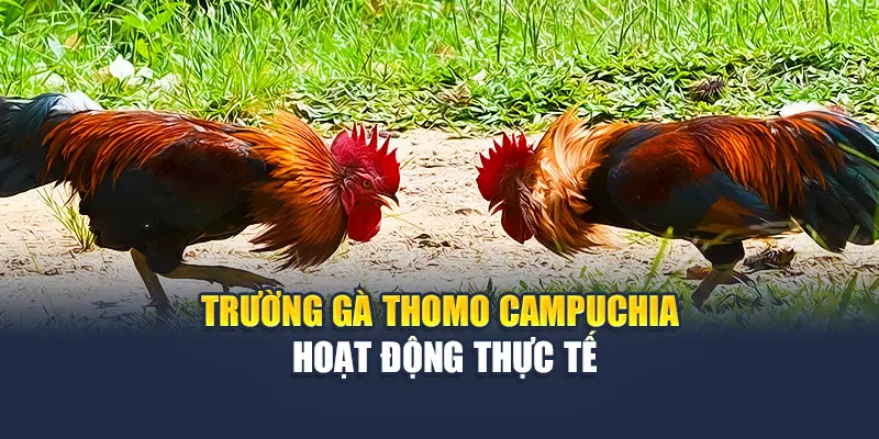 Đá Gà Campuchia Thử Thách Mới Lạ Kịch Tính Cho Bạn 5 Trường gà đá gà campuchia hoạt động thực tế