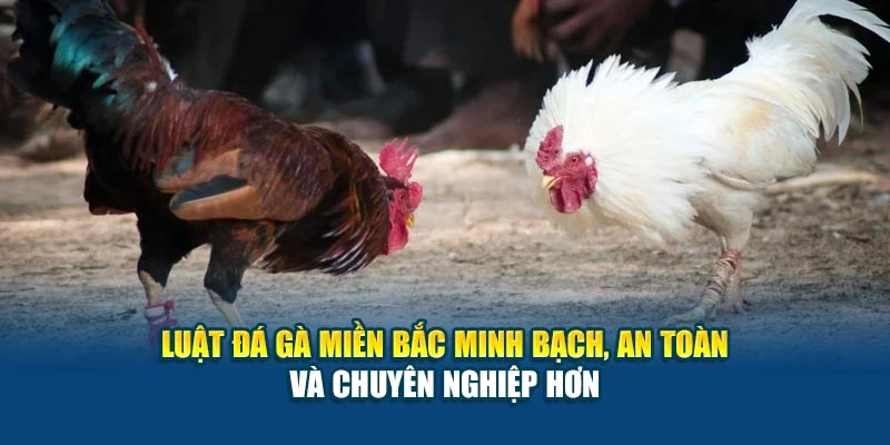 Luật đá gà miền Bắc minh bạch, an toàn và chuyên nghiệp hơn