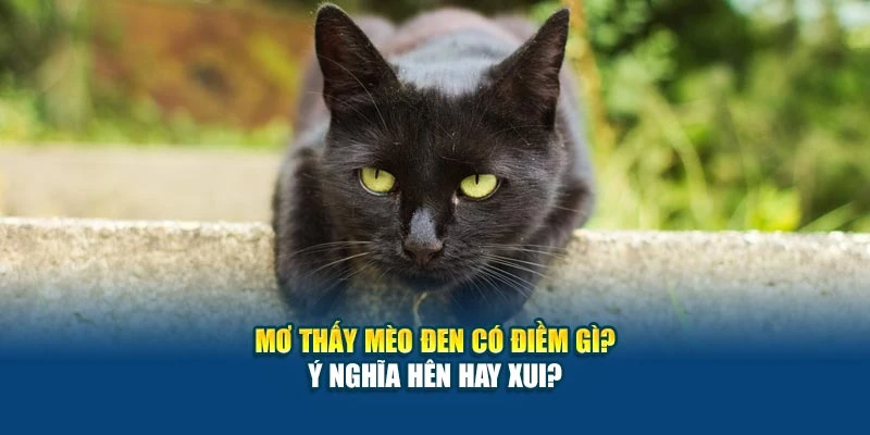 Mơ Thấy Mèo Đen Có Điềm Gì? Ý Nghĩa Hên Hay Xui?